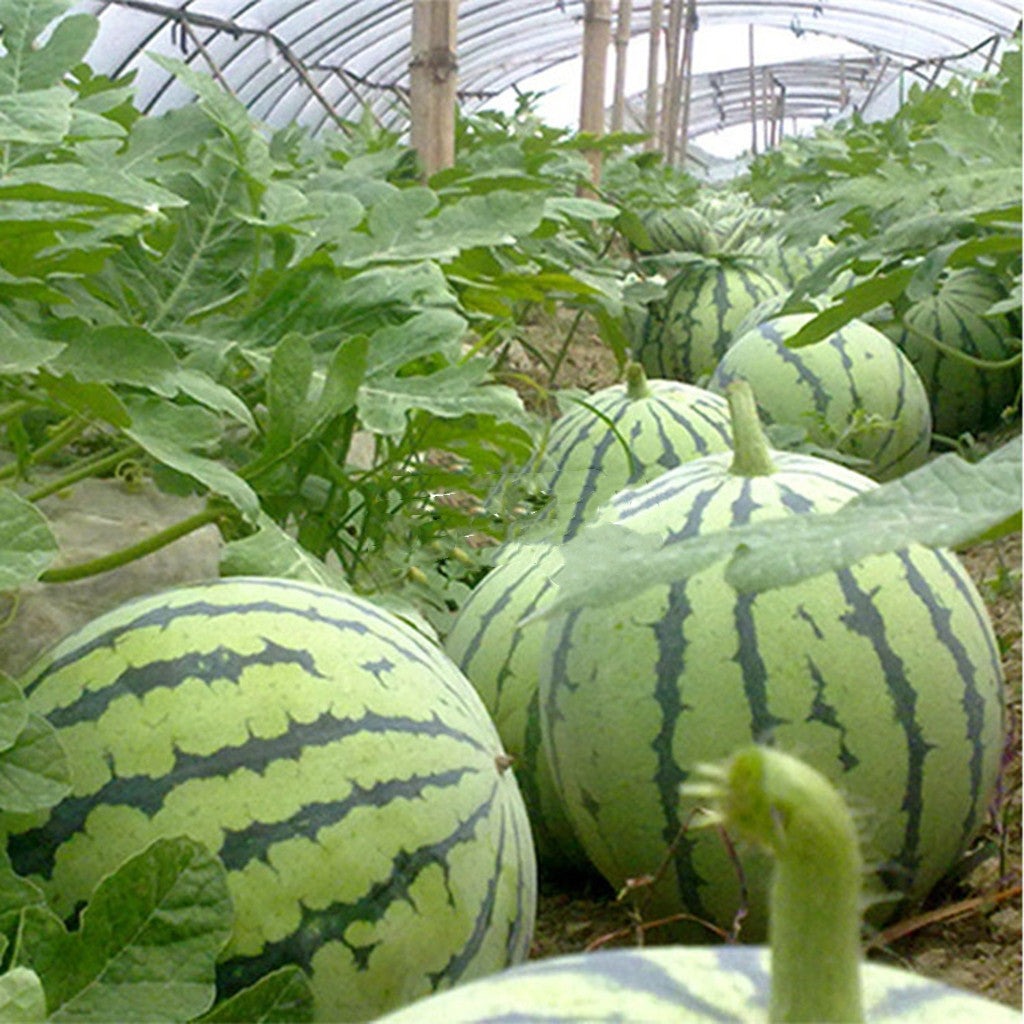 🍉Sweet Watermelon Seeds with Red Flesh and Thin Skin