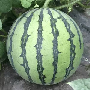 🍉Sweet Watermelon Seeds with Red Flesh and Thin Skin