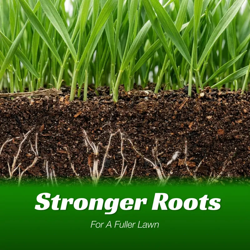 Grass seeds and shade-tolerant grass seeds, fast growing, suitable for all seasons, ideal for high-quality lawns and golf courses.-KPL