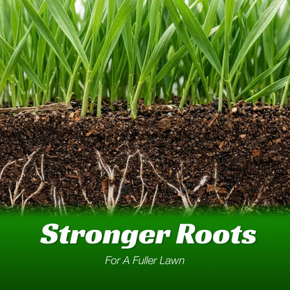 Grass seeds and shade-tolerant grass seeds, fast growing, suitable for all seasons, ideal for high-quality lawns and golf courses.-KPL