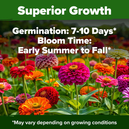 🔥Zinnia Seeds - Pure Seeds - No Filler - Heirloom Flower Seeds-JY