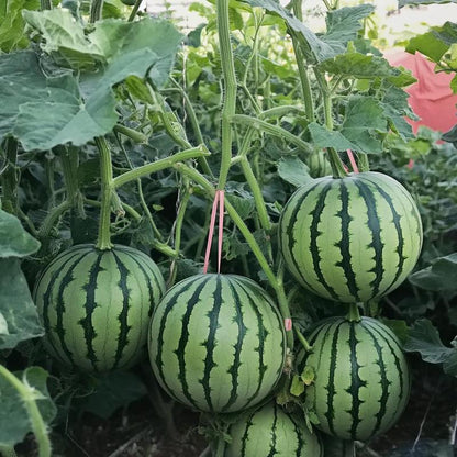 Fast-growing watermelon seeds allow you to enjoy sweet, juicy fruit all summer long — a must-have for every home garden.-KPL