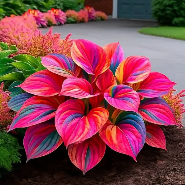 💥LAST DAY SALE 50%OFF💥🌿Premium Rare Hosta Seeds-ZBD
