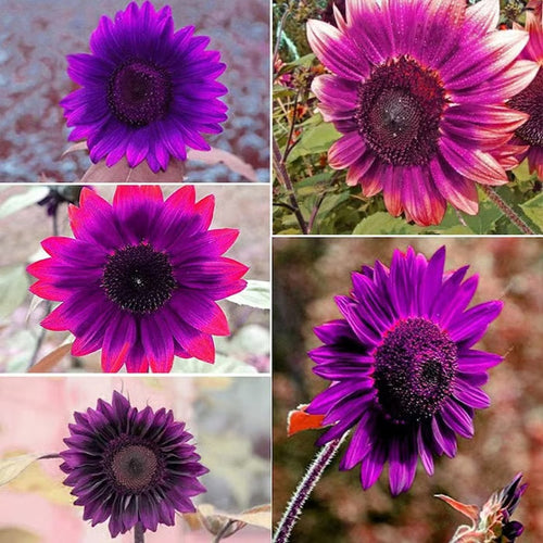 Last 8,000 Seeds💜 Midnight Sun Giant Sunflower Seeds 🌻 Rare Strain & Grows 8ft+ Tall-ZBD