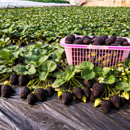 Giant Black Diamond Strawberries Seeds – Sweet, Nutrient-Rich & Easy to Grow at Home-JY