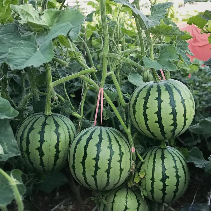 标题 Fast-growing watermelon seeds allow you to enjoy sweet, juicy fruit all summer long — a must-have for every home garden.-JY