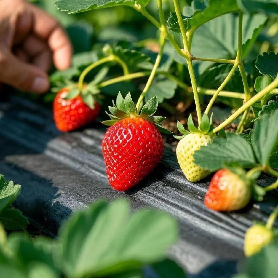 Strawberry Fruit Seeds for Planting Home Garden Outdoo-JY