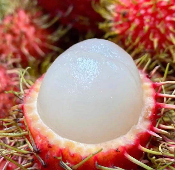 Rambutan Fruit Seeds – Exotic Tropical Tree Seeds, Easy to Grow, Indoor & Outdoor Planting, All Season Planting, Home Garden, Beginner Friendly-JY