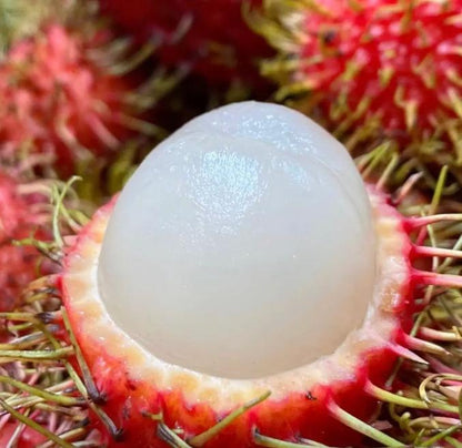 Rambutan Fruit Seeds – Exotic Tropical Tree Seeds, Easy to Grow, Indoor & Outdoor Planting, All Season Planting, Home Garden, Beginner Friendly-JY