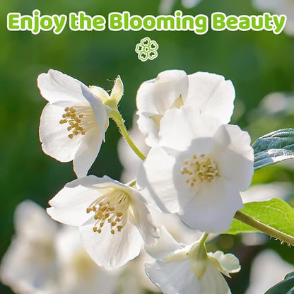 🏆 50K+ SOLD! 🌿 FrostCharm Jasmine Seeds – Perennial Blooms & Fragrant Garden Elegance-ZBD