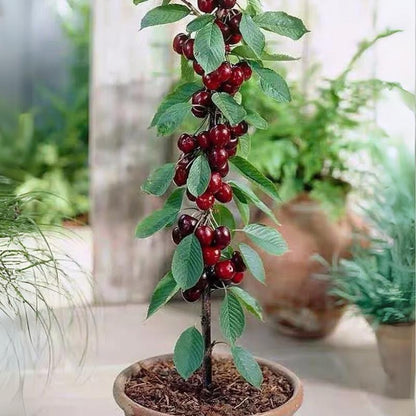 🍒 Premium Heirloom Sweet Cherry Tree Seedling 🌱 | Non-GMO Live Fruit Tree Starter for Home Gardens, Patios & High Yield Backyard Orchards 🌳-LGZ