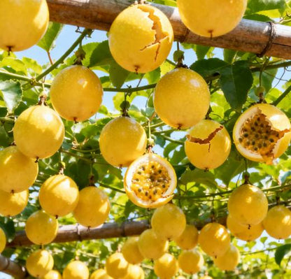 Passion Fruit Seeds, tropical fruit vine plants, fast-growing and suitable for gardens and balconies.-KPL