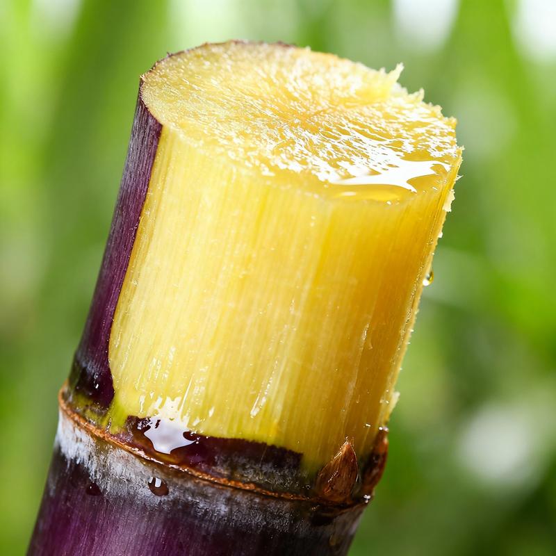 Grow Your Own Sugar! 🌱 sugarcane seeds-JY