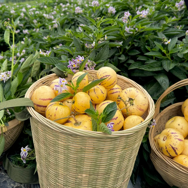 🪴Ginseng Fruit Pepino Melon Seeds-Solanum Muricatum