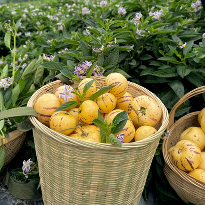 🪴Ginseng Fruit Pepino Melon Seeds-Solanum Muricatum