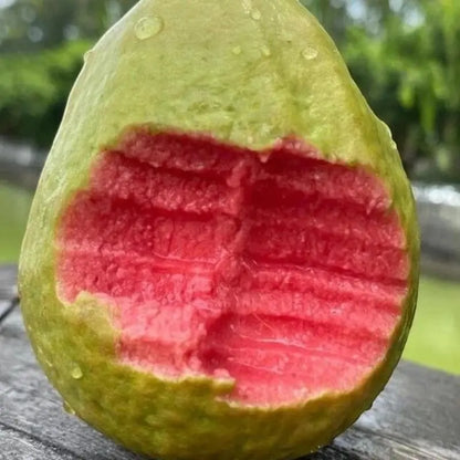 Guava seeds, suitable for potted plants, greenhouses and outdoor gardens, easy-to-cultivate fruit tree seeds.-KPL