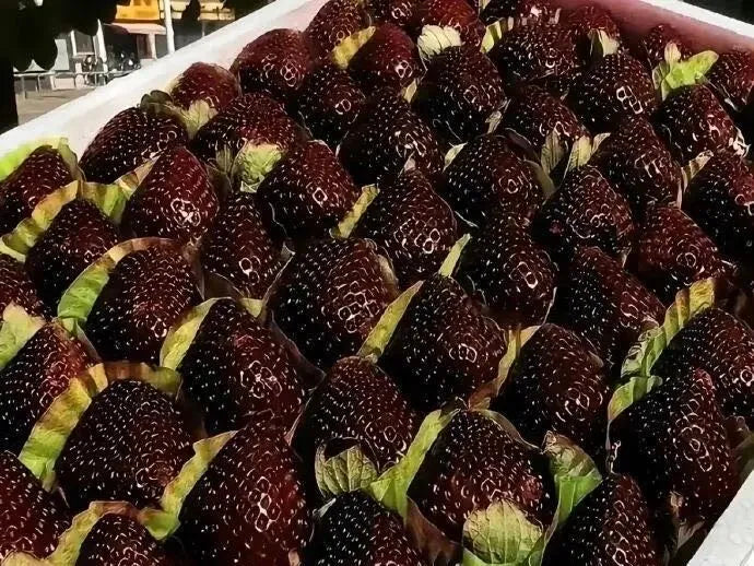 Giant Black Diamond Strawberries Seeds – Sweet, Nutrient-Rich & Easy to Grow at Home-JY