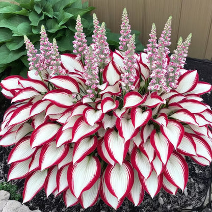 💥LAST DAY SALE 50%OFF💥🌿Premium Rare Hosta Seeds-ZBD