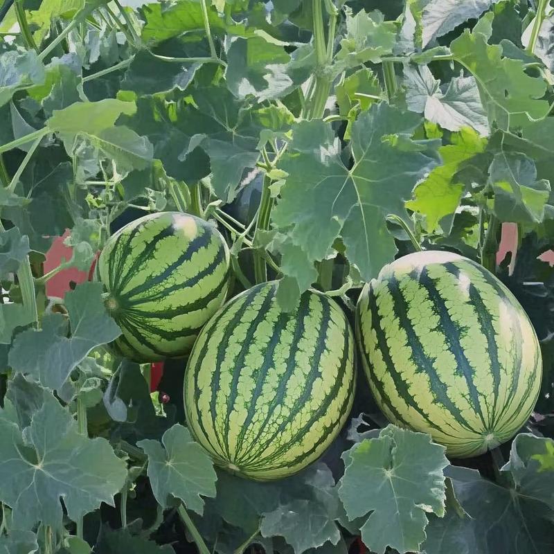 标题 Fast-growing watermelon seeds allow you to enjoy sweet, juicy fruit all summer long — a must-have for every home garden.-JY