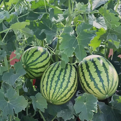 标题 Fast-growing watermelon seeds allow you to enjoy sweet, juicy fruit all summer long — a must-have for every home garden.-JY