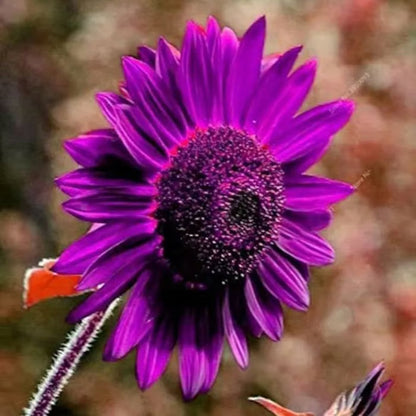 Last 8,000 Seeds💜 Midnight Sun Giant Sunflower Seeds 🌻 Rare Strain & Grows 8ft+ Tall-ZBD