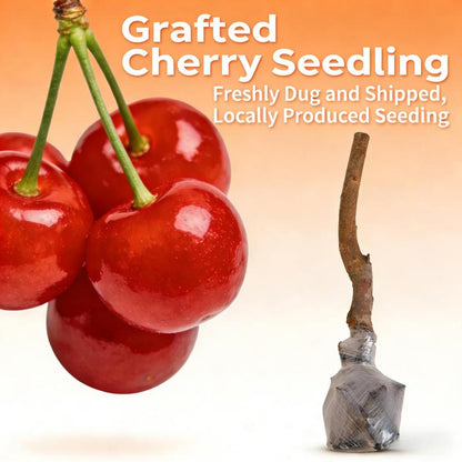 🍒 Premium Heirloom Sweet Cherry Tree Seedling 🌱 | Non-GMO Live Fruit Tree Starter for Home Gardens, Patios & High Yield Backyard Orchards 🌳-LGZ