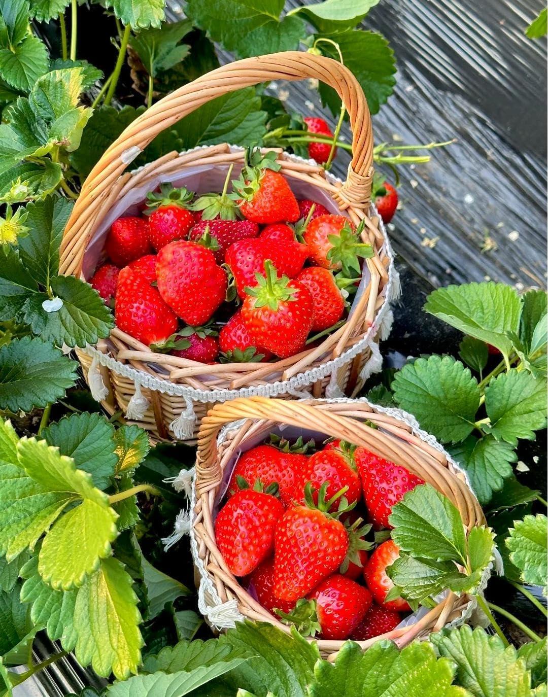 Strawberry Fruit Seeds for Planting Home Garden Outdoo-JY