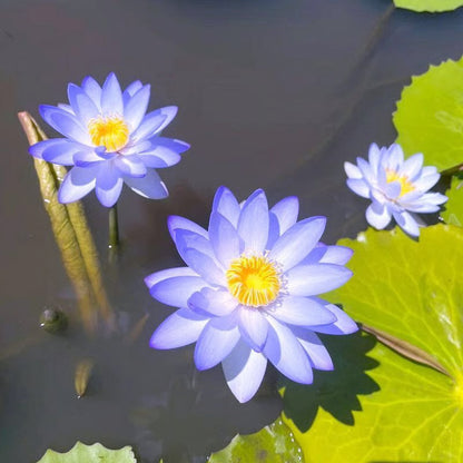 🔥💐The Sacred Bonsai Bowl Lotus Flower Seeds-ZBD
