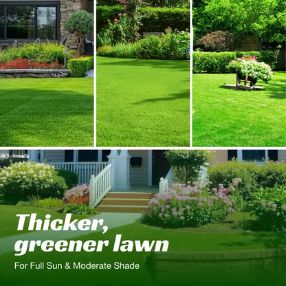 Grass seeds and shade-tolerant grass seeds, fast growing, suitable for all seasons, ideal for high-quality lawns and golf courses.-KPL