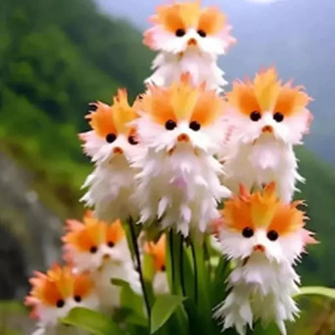 🔥😺 Enjoy your garden! Magical plants! Transparent cat's eye seeds! 🌸✨