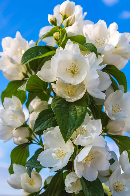 🏆 50K+ SOLD! 🌿 FrostCharm Jasmine Seeds – Perennial Blooms & Fragrant Garden Elegance-ZBD