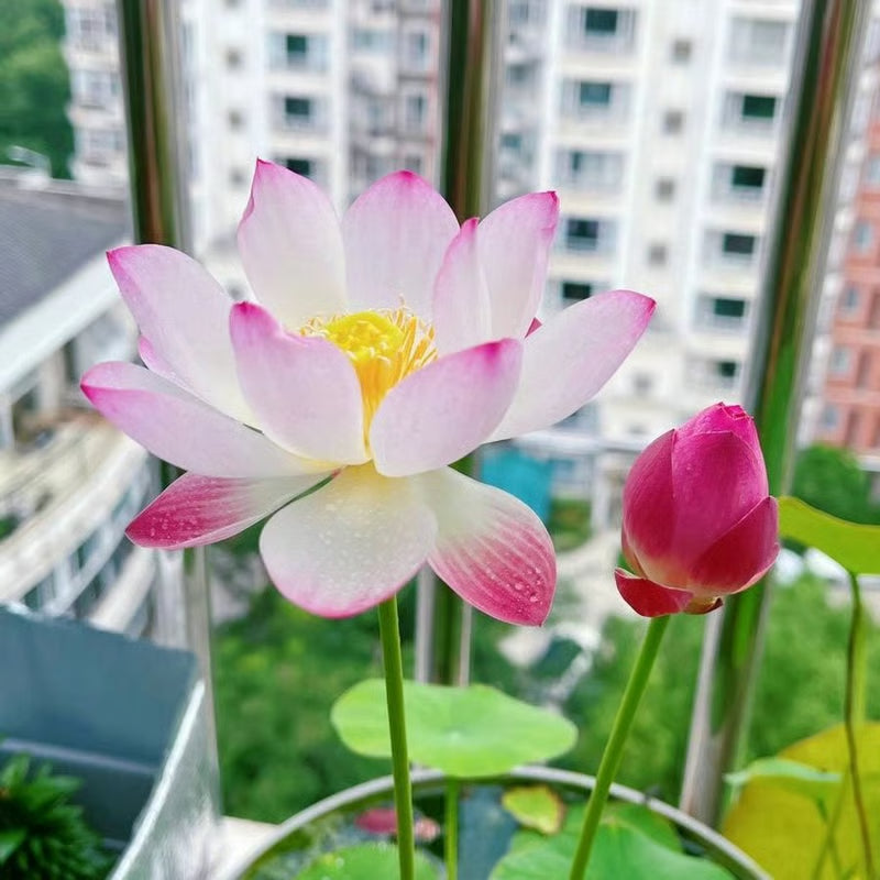 🔥💐The Sacred Bonsai Bowl Lotus Flower Seeds-ZBD