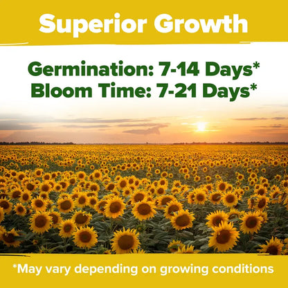Sunflower Seeds with 7 Varieties - Over 1000 Seeds.-KPL