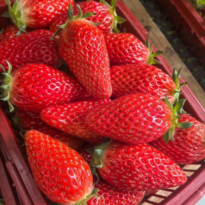 Strawberry Fruit Seeds for Planting Home Garden Outdoo-JY