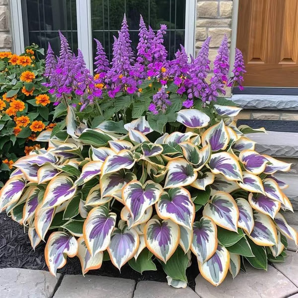 💥LAST DAY SALE 50%OFF💥🌿Premium Rare Hosta Seeds-ZBD