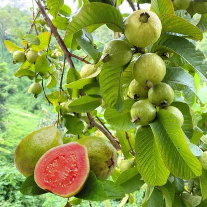Guava seeds, suitable for potted plants, greenhouses and outdoor gardens, easy-to-cultivate fruit tree seeds.-KPL
