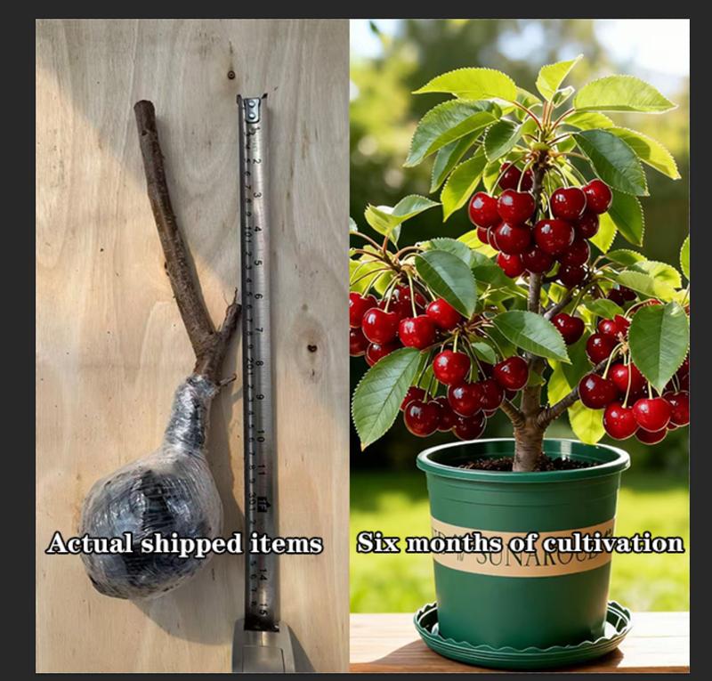 🍒 Premium Heirloom Sweet Cherry Tree Seedling 🌱 | Non-GMO Live Fruit Tree Starter for Home Gardens, Patios & High Yield Backyard Orchards 🌳-LGZ