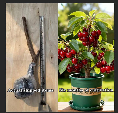 🍒 Premium Heirloom Sweet Cherry Tree Seedling 🌱 | Non-GMO Live Fruit Tree Starter for Home Gardens, Patios & High Yield Backyard Orchards 🌳-LGZ