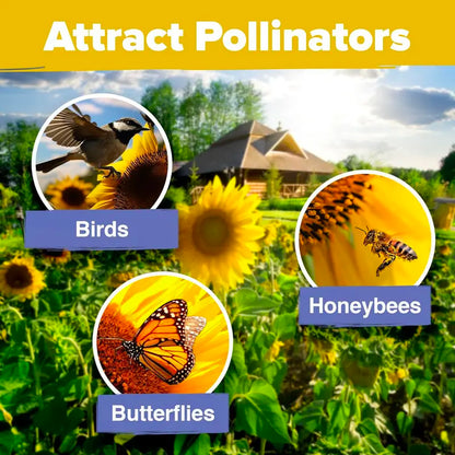 Sunflower Seeds with 7 Varieties - Over 1000 Seeds.-KPL