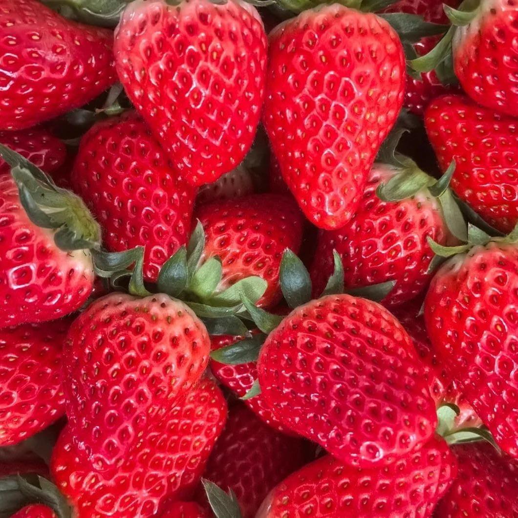 Strawberry Fruit Seeds for Planting Home Garden Outdoo-JY