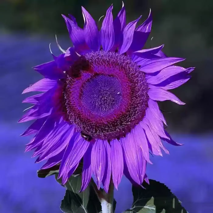 Last 8,000 Seeds💜 Midnight Sun Giant Sunflower Seeds 🌻 Rare Strain & Grows 8ft+ Tall-ZBD