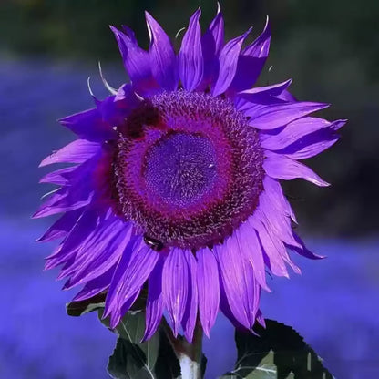 Last 8,000 Seeds💜 Midnight Sun Giant Sunflower Seeds 🌻 Rare Strain & Grows 8ft+ Tall-ZBD
