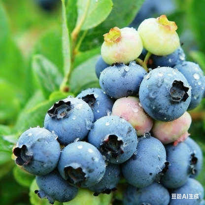 Organic Highbush Blueberry Seeds – Perennial, Easy to Grow, Home Garden Fruit Plant, Sweet Nutritious Berries(300 PCS)-JY