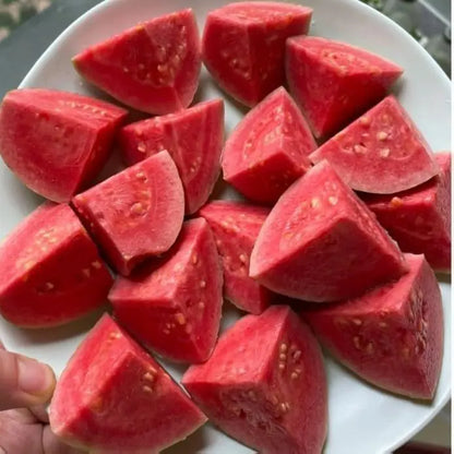 Guava seeds, suitable for potted plants, greenhouses and outdoor gardens, easy-to-cultivate fruit tree seeds.-KPL
