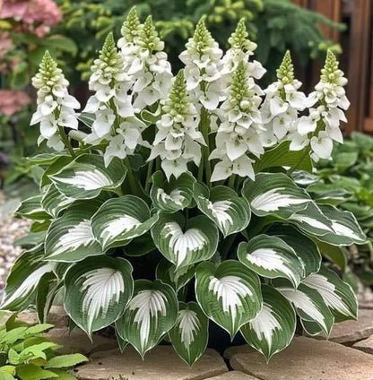 💥LAST DAY SALE 50%OFF💥🌿Premium Rare Hosta Seeds-ZBD