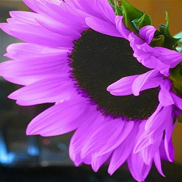 Last 8,000 Seeds💜 Midnight Sun Giant Sunflower Seeds 🌻 Rare Strain & Grows 8ft+ Tall-ZBD