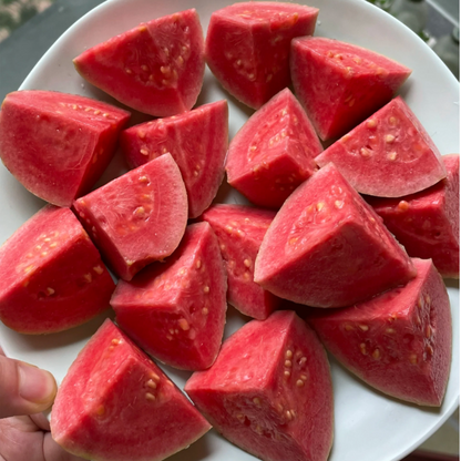 🔥Tropical Strawberry Guava Organic Pink Guava Seeds
