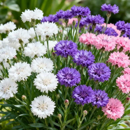 💝Premium Mixed Perennial Cornflower Seeds-ZBD