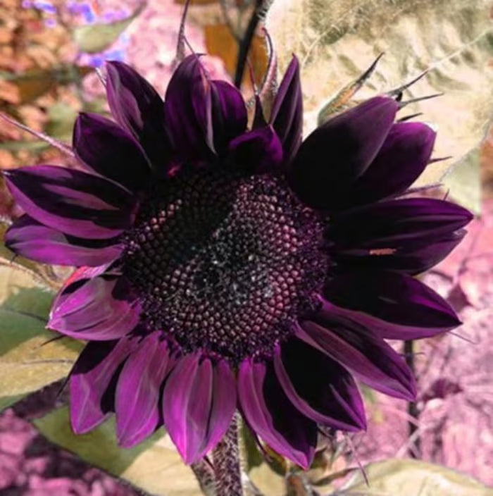 Last 8,000 Seeds💜 Midnight Sun Giant Sunflower Seeds 🌻 Rare Strain & Grows 8ft+ Tall-ZBD