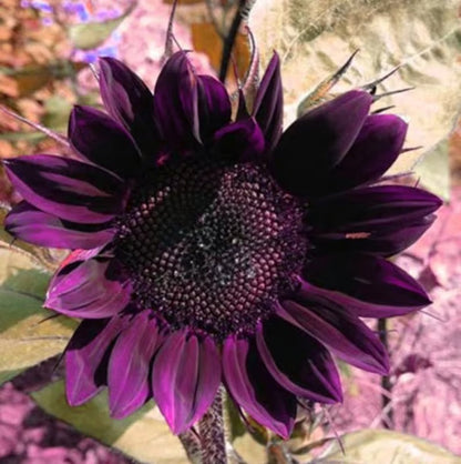 Last 8,000 Seeds💜 Midnight Sun Giant Sunflower Seeds 🌻 Rare Strain & Grows 8ft+ Tall-ZBD